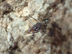 Odontomachus assiniensis