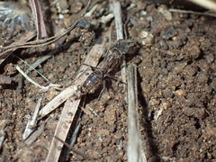 Odontomachus assiniensis