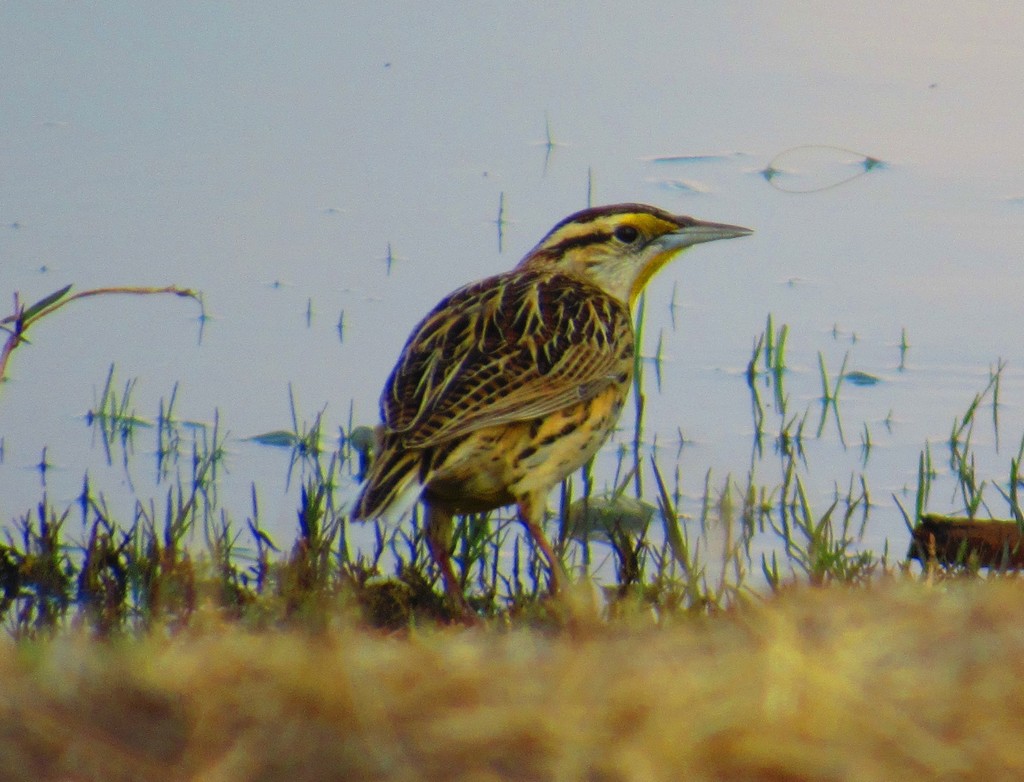 Sturnella lilianae auropectoralis
