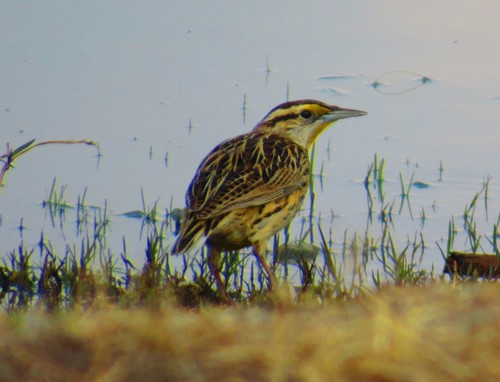 Sturnella lilianae auropectoralis