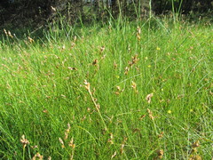 Carex brizoides