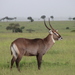 Defassa Waterbuck - Photo (c) atravers, some rights reserved (CC BY-NC), uploaded by atravers