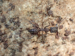 Odontomachus assiniensis