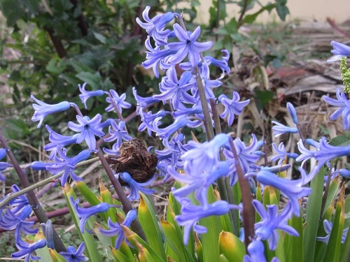 Rytinis hiacintas nuotrauka