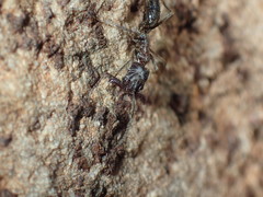 Odontomachus assiniensis