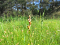 Carex brizoides