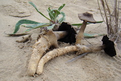 Agaricus aridicola