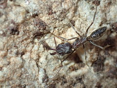 Odontomachus assiniensis