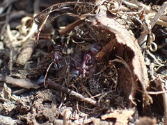 Odontomachus assiniensis