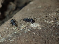 Camponotus errabundus