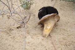 Agaricus aridicola