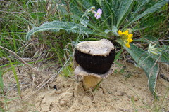 Agaricus aridicola