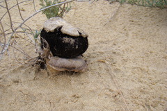 Agaricus aridicola