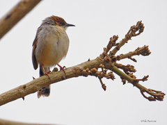 Cisticola cantans