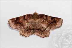 Metarranthis hypochraria