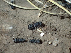 Camponotus errabundus