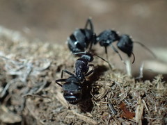 Camponotus errabundus