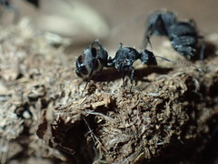 Camponotus errabundus