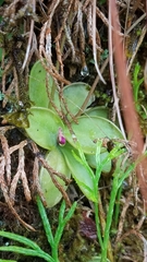 Pinguicula mesophytica