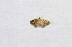 Anania coronata