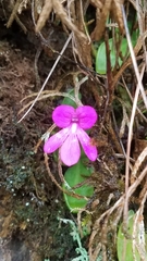 Pinguicula mesophytica