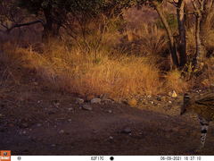 Leptailurus serval serval