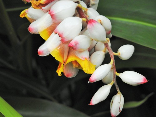 Alpinia zerumbet