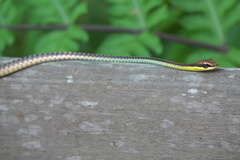 Dendrelaphis kopsteini