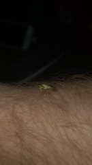 Atymna helena
