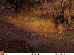 Leptailurus serval serval