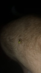 Atymna helena