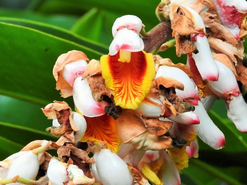Alpinia zerumbet