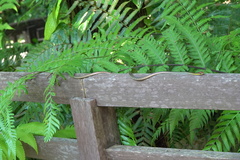 Dendrelaphis kopsteini