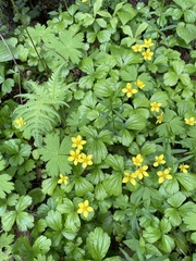 Waldsteinia ternata