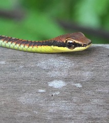 Dendrelaphis kopsteini
