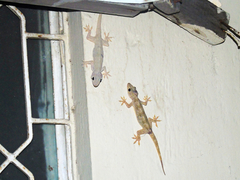 Hemidactylus flaviviridis