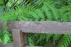Dendrelaphis kopsteini