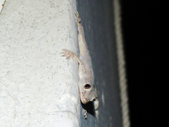 Hemidactylus flaviviridis