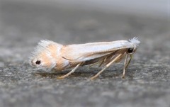 Phyllonorycter quercialbella