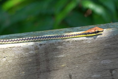 Dendrelaphis kopsteini