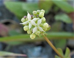 Galium hierosolymitanum