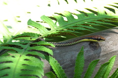 Dendrelaphis kopsteini