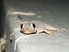 Hemidactylus flaviviridis