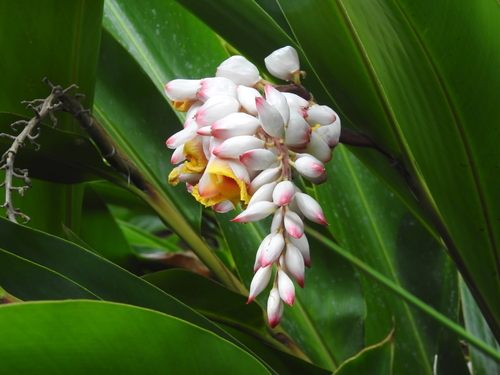 Alpinia zerumbet