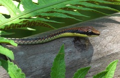Dendrelaphis kopsteini