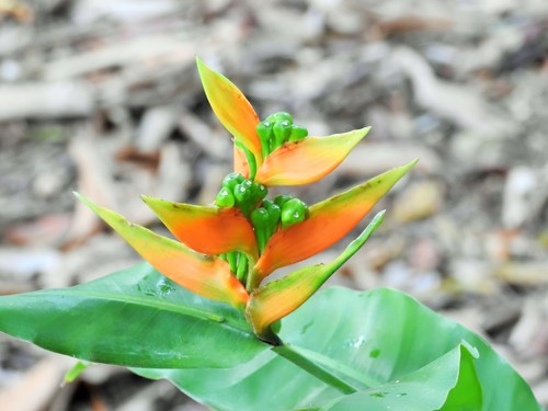 Image of Heliconia aurantiaca by (c) amantedarmanin, some rights reserved (CC BY)