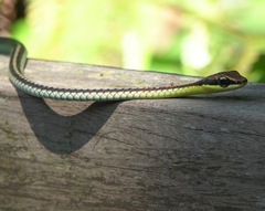 Dendrelaphis kopsteini
