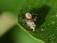 Tephritis vespertina