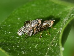 Tephritis vespertina