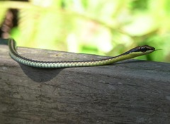 Dendrelaphis kopsteini
